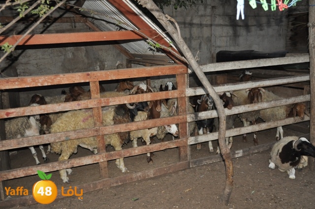 kharoof83111 (7).JPG